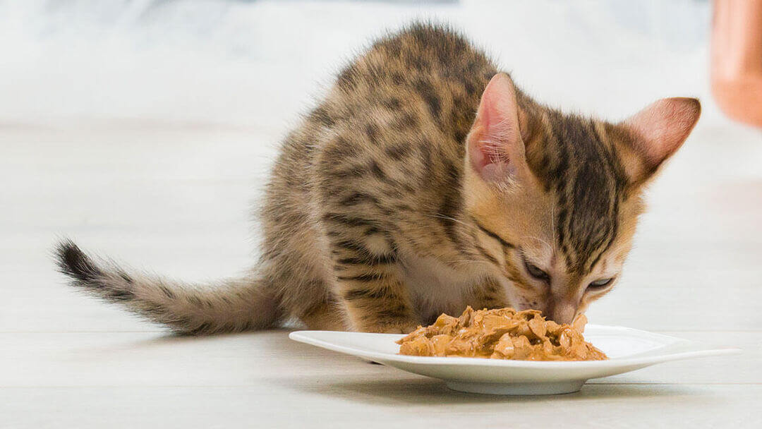 When can a kitten start eating 2024 regular cat food